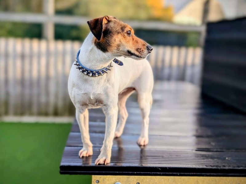 Jack Russell for adoption in Cardiff, Glamorgan – 1 year old - Image 2 of 6