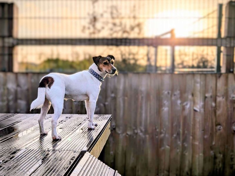 Jack Russell for adoption in Cardiff, Glamorgan – 1 year old - Image 3 of 6