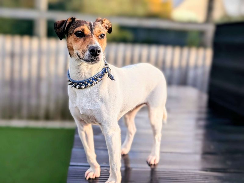 Jack Russell for adoption in Cardiff, Glamorgan – 1 year old - Image 4 of 6