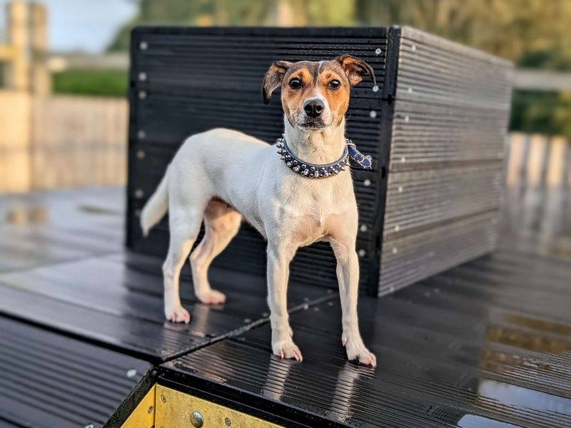Jack Russell for adoption in Cardiff, Glamorgan – 1 year old - Image 5 of 6