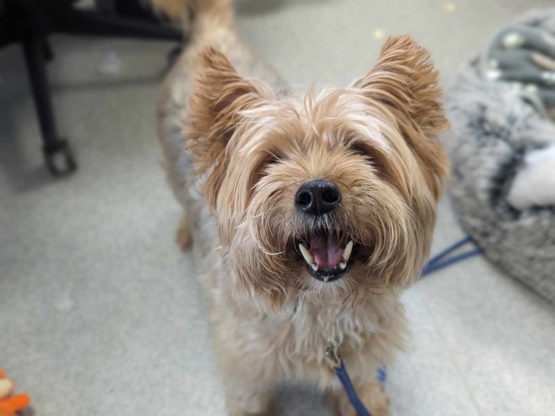 Yorkshire Terrier for adoption in Wales, Somerset – 11 years old - Image 3 of 3