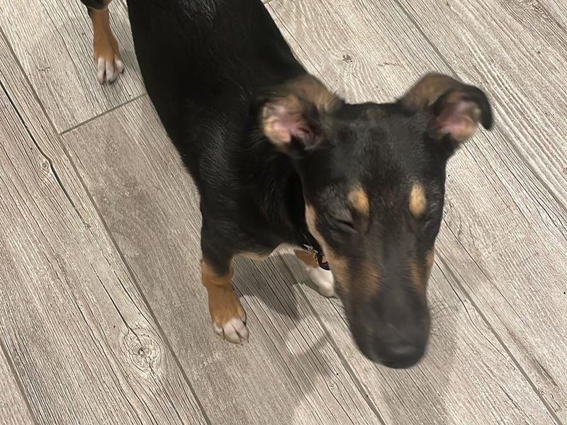 Border Collie for adoption in Kenilworth, Warks – 10 months old - Image 4 of 5