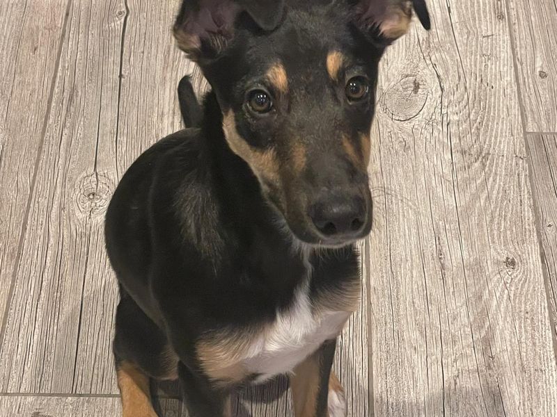 Border Collie for adoption in Kenilworth, Warks – 10 months old - Image 2 of 5