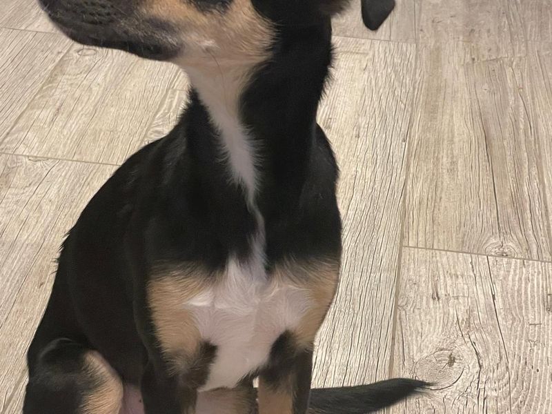 Border Collie for adoption in Kenilworth, Warks – 10 months old - Image 3 of 5