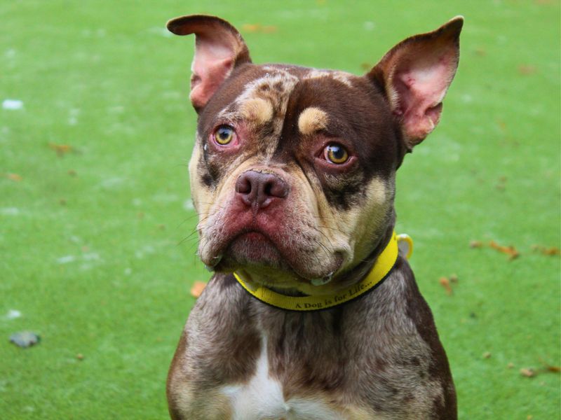 Pocket Male (Dog) American Bully Dogs And Puppies For Adoption, Rehoming And Rescue In Burnley, Lancashire