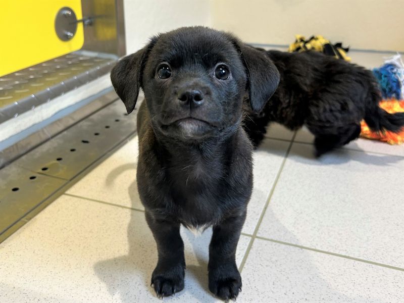 Jack Russell Terrier for adoption in Ballymena, County Antrim – 1 year old - Image 1 of 3