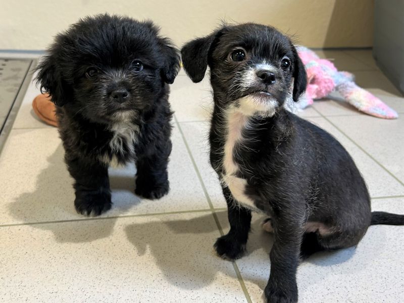 Jack Russell Terrier for adoption in Ballymena, County Antrim – 1 year old - Image 2 of 3