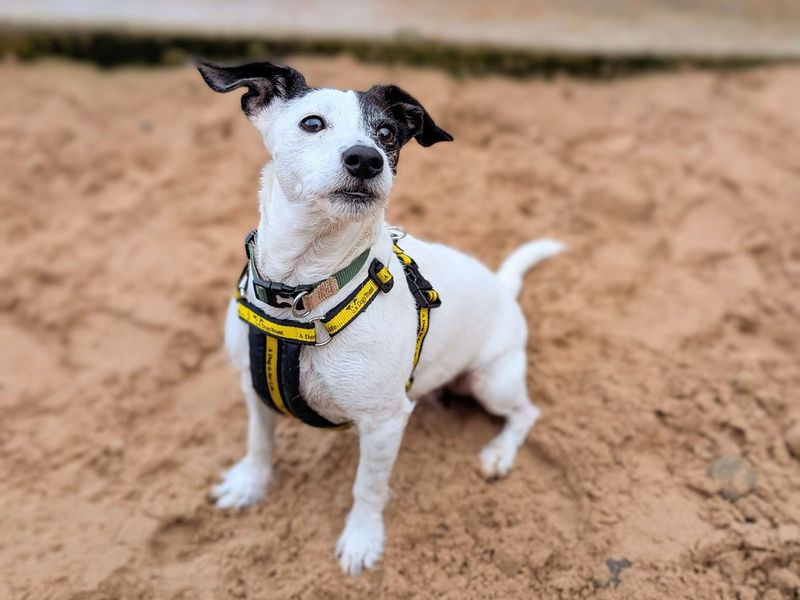 Jack Russell Terrier for adoption in Cardiff, Glamorgan – 6 years old - Image 2 of 8