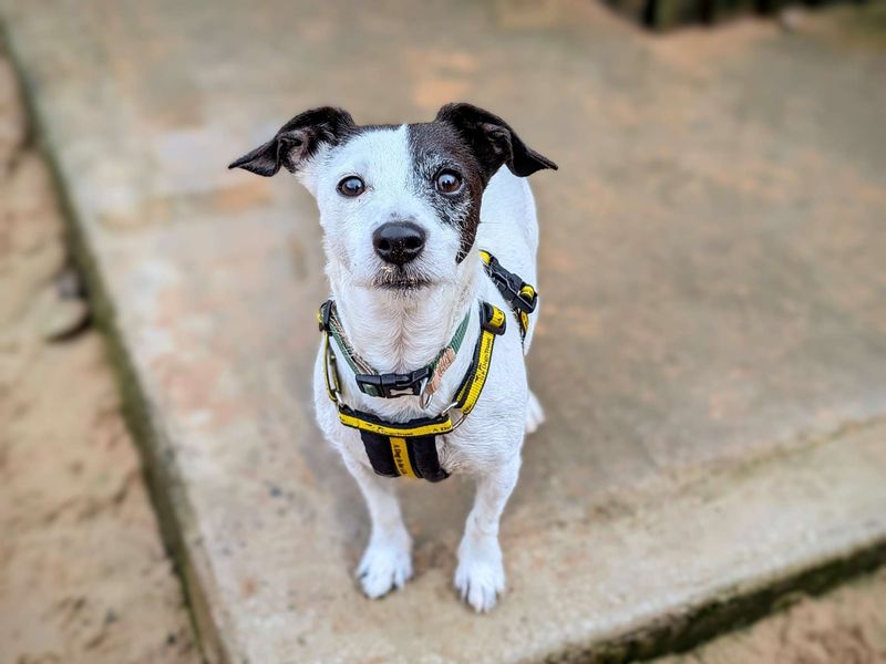 Jack Russell Terrier for adoption in Cardiff, Glamorgan – 6 years old - Image 6 of 8