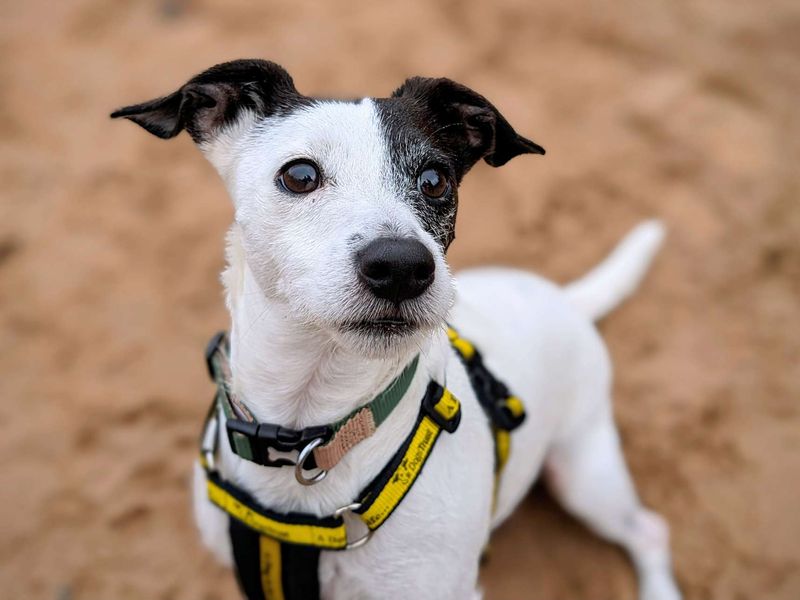 Jack Russell Terrier for adoption in Cardiff, Glamorgan – 6 years old - Image 5 of 8