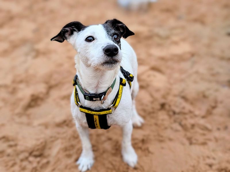 Jack Russell Terrier for adoption in Cardiff, Glamorgan – 6 years old - Image 3 of 8