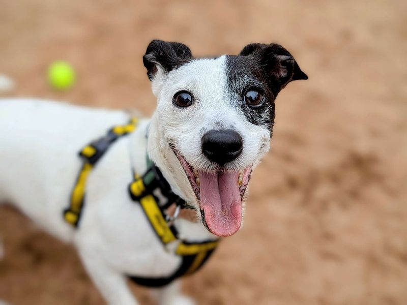 Jack Russell Terrier for adoption in Cardiff, Glamorgan – 6 years old - Image 1 of 8