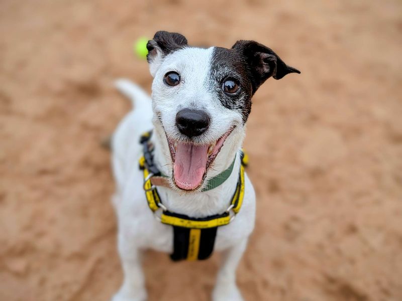 Jack Russell Terrier for adoption in Cardiff, Glamorgan – 6 years old - Image 8 of 8