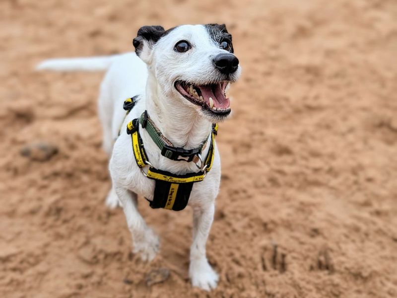Jack Russell Terrier for adoption in Cardiff, Glamorgan – 6 years old - Image 4 of 8