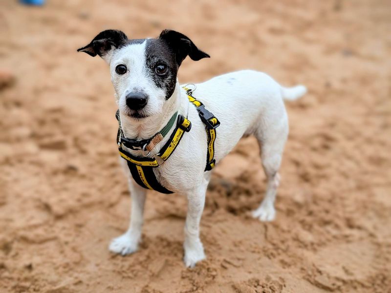 Jack Russell Terrier for adoption in Cardiff, Glamorgan – 6 years old - Image 7 of 8