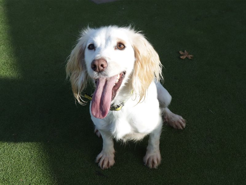 Cocker Spaniel for adoption in Evesham, Worcestershire – 4 years old - Image 2 of 2