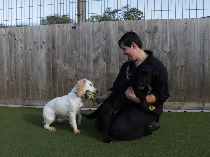 Cocker Spaniel for adoption in Evesham, Worcestershire – 4 years old - Image 1 of 2