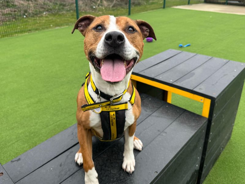 Pippa for sale in Chestfield, Kent | Image 2