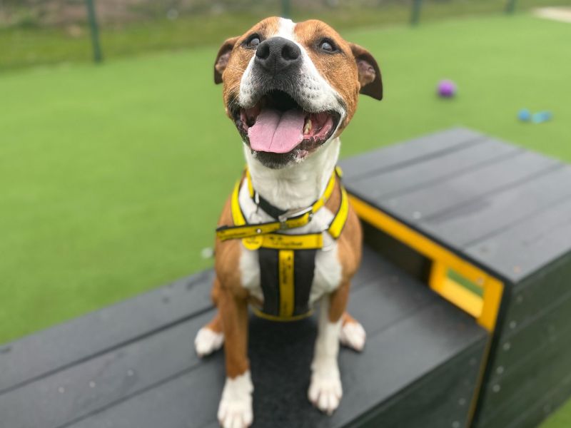 Pippa for sale in Chestfield, Kent