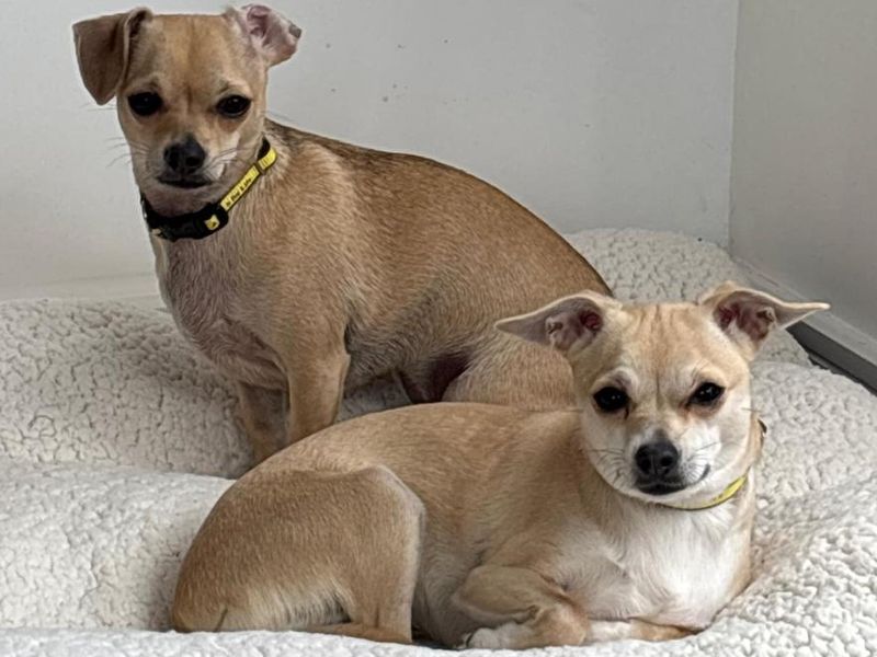 Chihuahua for adoption in Wymeswold, Leicestershire – 2 years old - Image 3 of 4