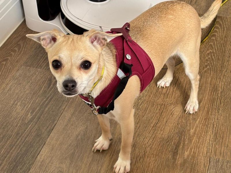 Chihuahua for adoption in Wymeswold, Leicestershire – 2 years old - Image 4 of 4
