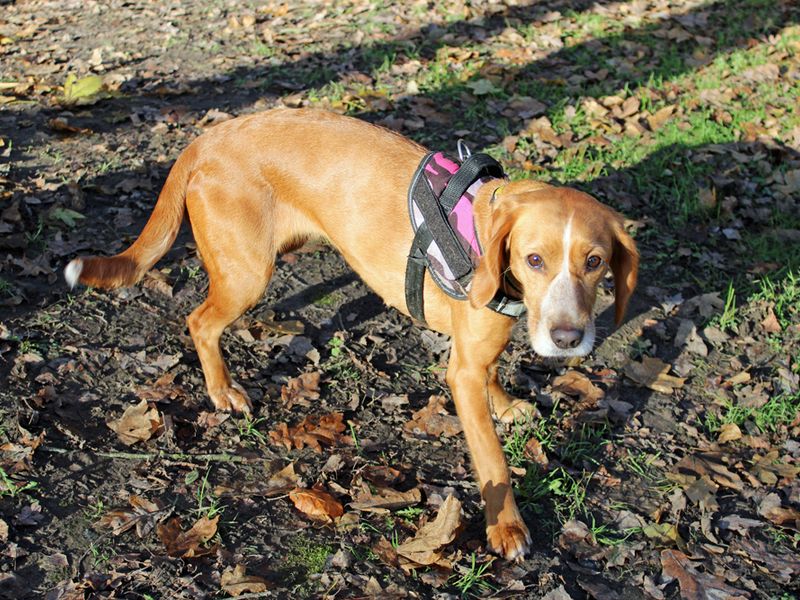 Beagle for adoption in Liverpool, Merseyside – 4 years old - Image 3 of 3