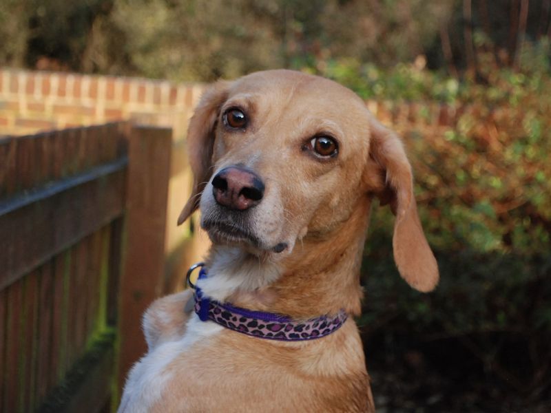 Beagle for adoption in Newbury, Berks – 5 years old - Image 5 of 5