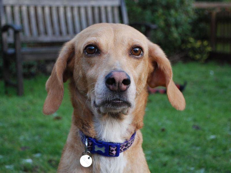 Beagle for adoption in Newbury, Berks – 5 years old - Image 4 of 5