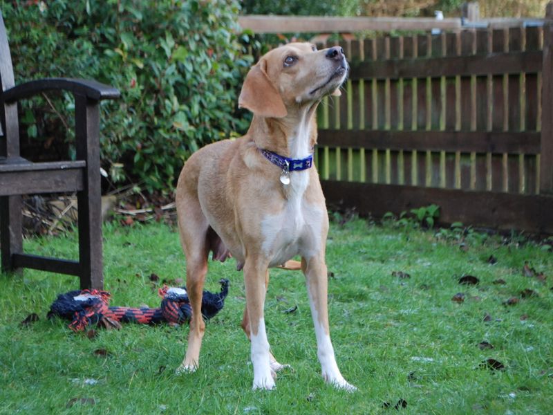 Bella for sale in Newbury, Berks | Image 3