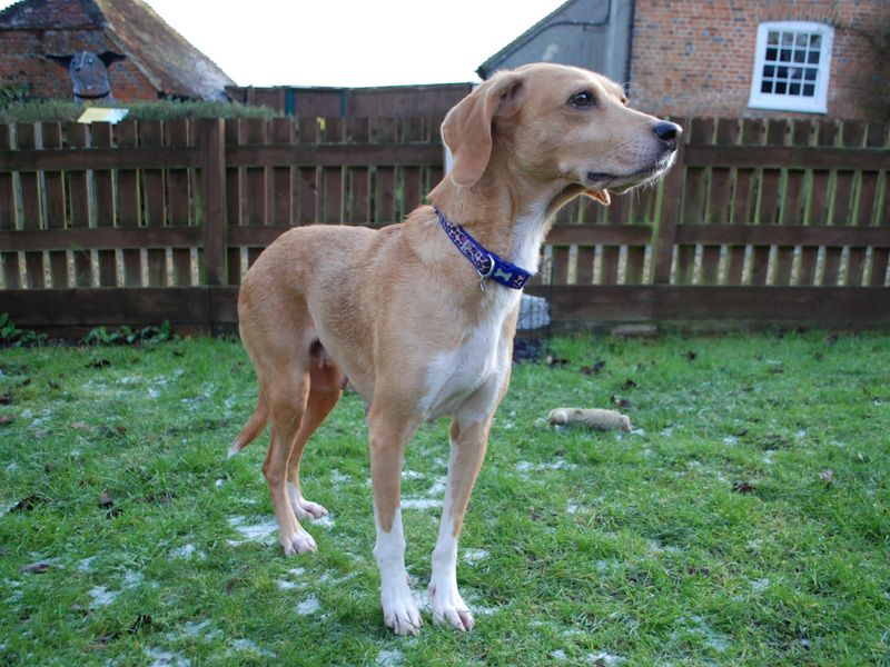 Bella for sale in Newbury, Berks | Image 2