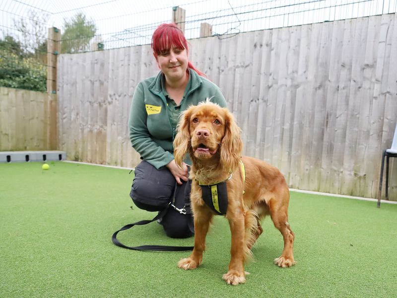 Cocker Spaniel for adoption in Leeds, Yorkshire – 1 year old - Image 2 of 2