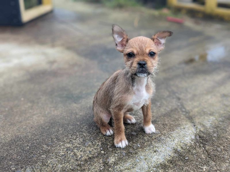 Jack Russell Terrier for adoption in Wales, Somerset – 1 year old - Image 2 of 2