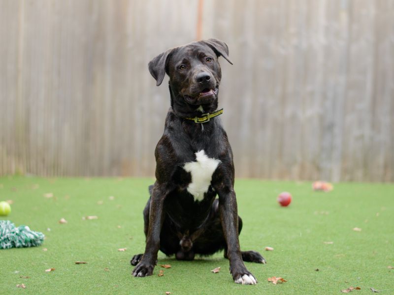 undefined | Retriever (Labrador) Cross | undefined - 4