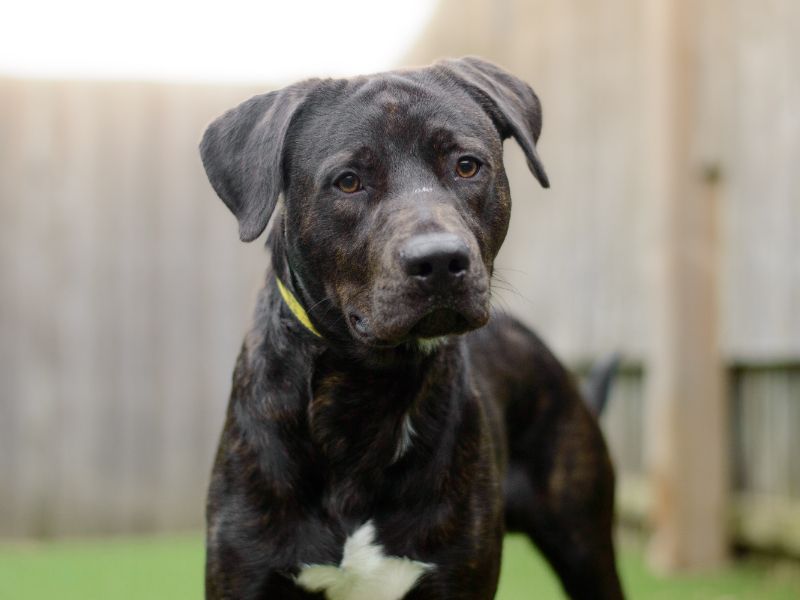 undefined | Retriever (Labrador) Cross | undefined - 2