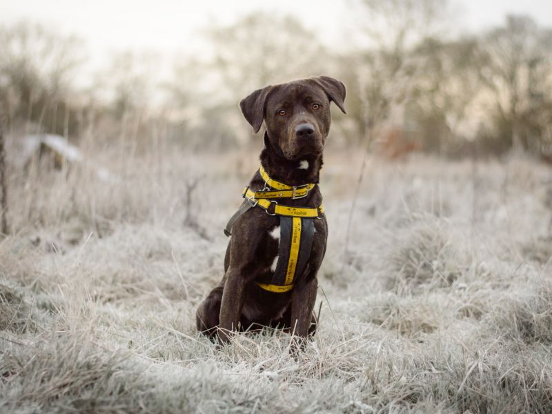 undefined | Retriever (Labrador) Cross | undefined - 6