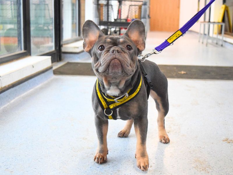 French Bulldog for adoption in Uxbridge, London – 4 years old - Image 2 of 2