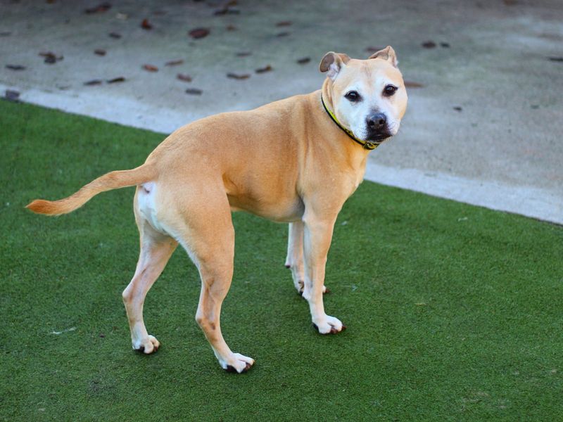 Snoop for sale in Manchester, Greater Manchester - Image 3