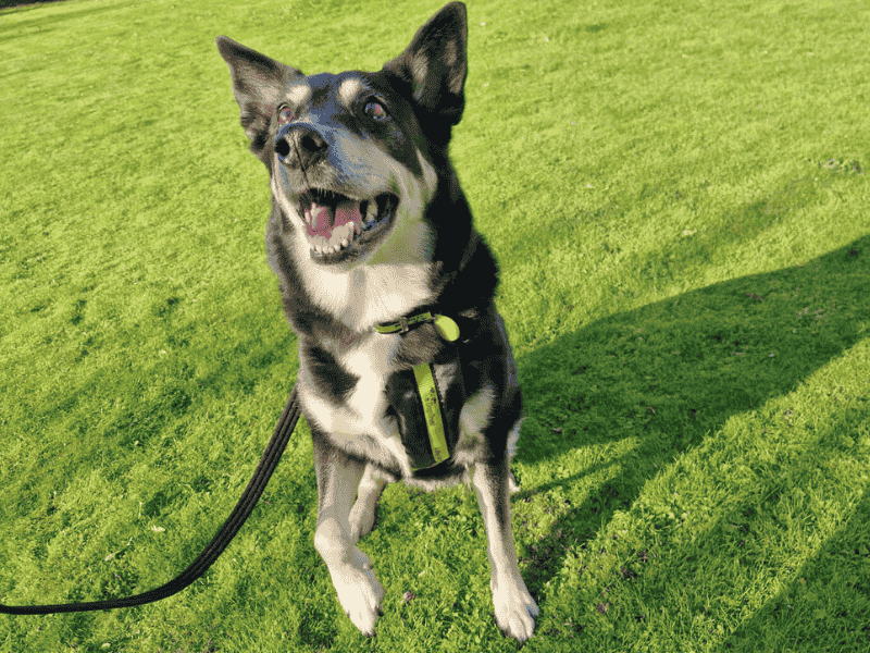 German Shepherd for adoption in , – 11 years old - Image 5 of 7