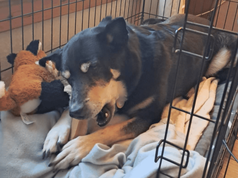 German Shepherd for adoption in , – 11 years old - Image 2 of 7