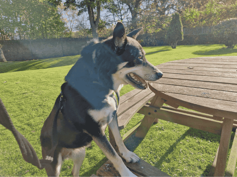 German Shepherd for adoption in , – 11 years old - Image 1 of 7