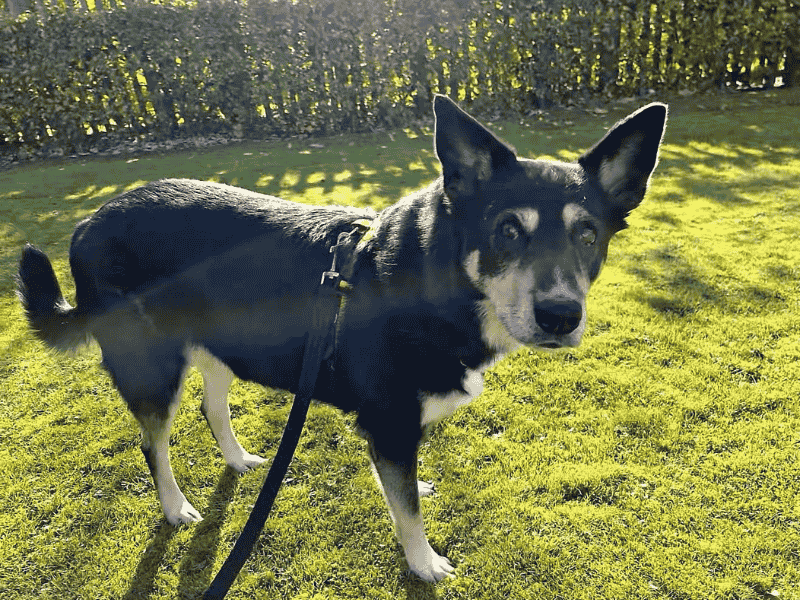 German Shepherd for adoption in , – 11 years old - Image 6 of 7