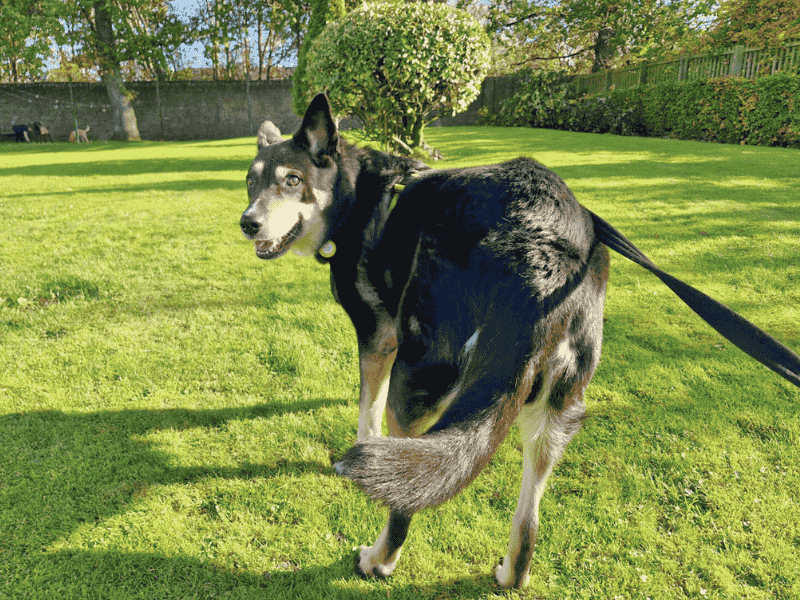 German Shepherd for adoption in , – 11 years old - Image 7 of 7