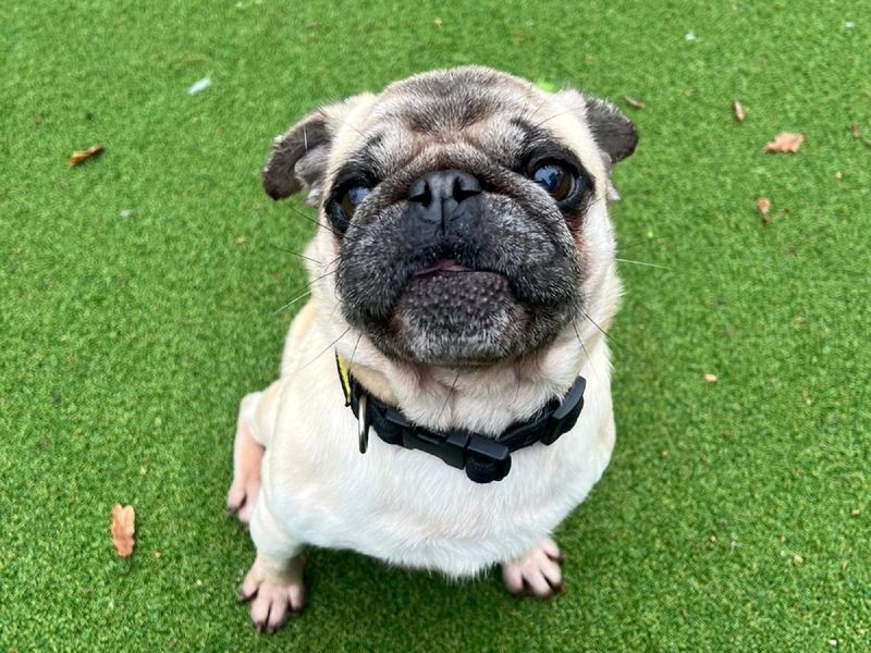 Pug for adoption in Chestfield, Kent – 7 years old - Image 2 of 3
