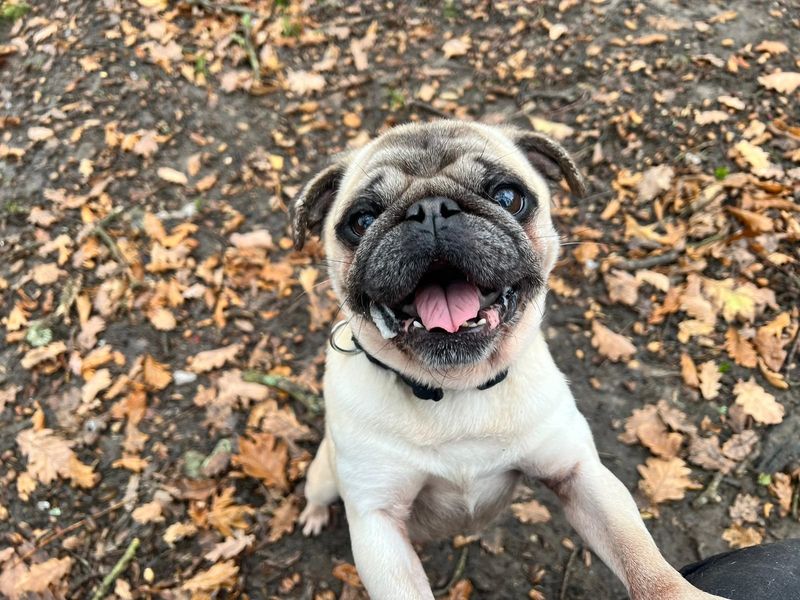 Pug for adoption in Chestfield, Kent – 7 years old - Image 3 of 3