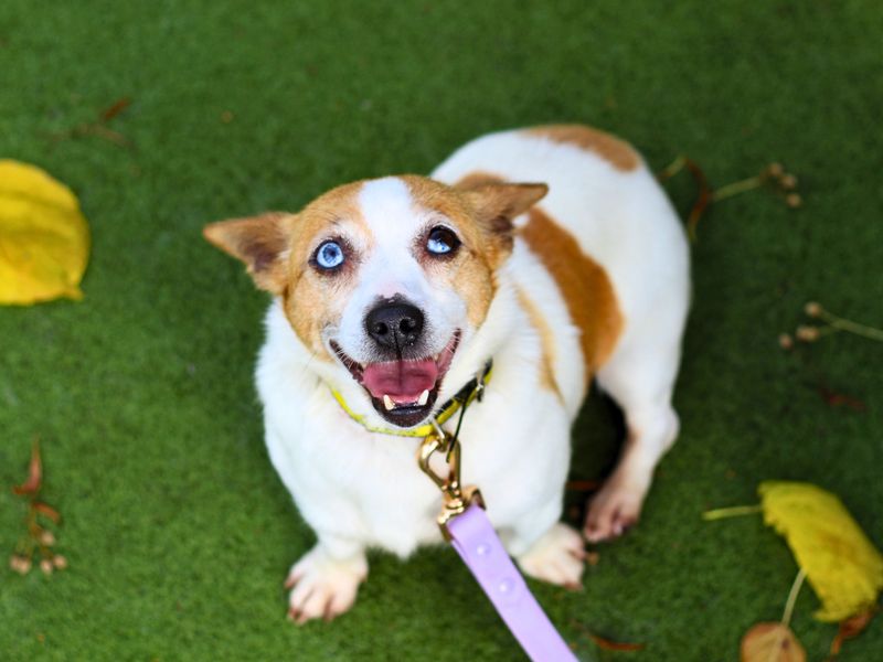 Jack Russell Terrier for adoption in Manchester, Greater Manchester – 6 years old - Image 3 of 4