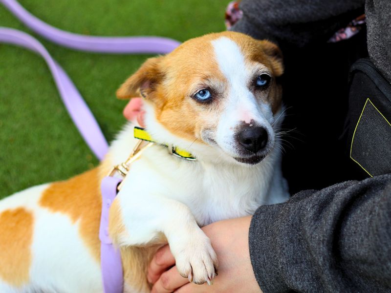 Jack Russell Terrier for adoption in Manchester, Greater Manchester – 6 years old - Image 1 of 4