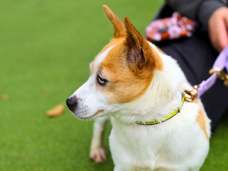 Jack Russell Terrier for adoption in Manchester, Greater Manchester – 6 years old - Image 4 of 4
