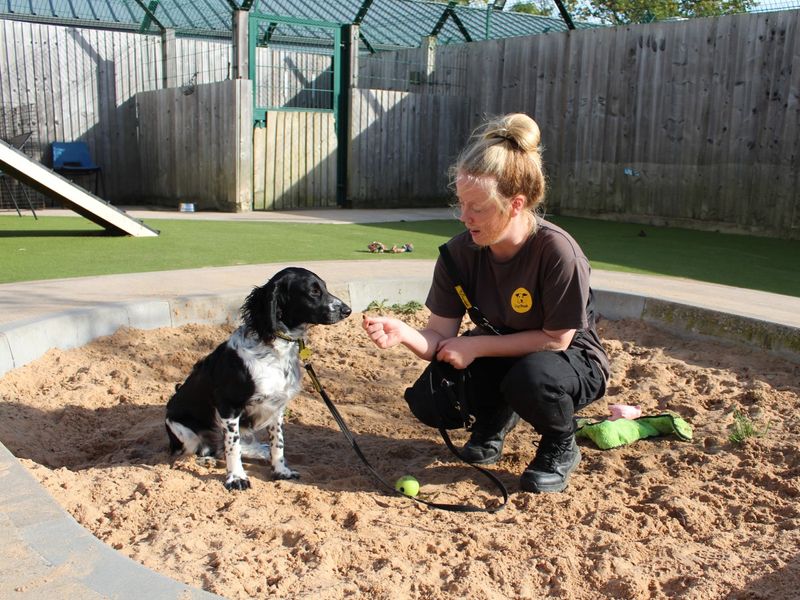 Cocker Spaniel for adoption in Evesham, Worcestershire – 1 year old - Image 1 of 4