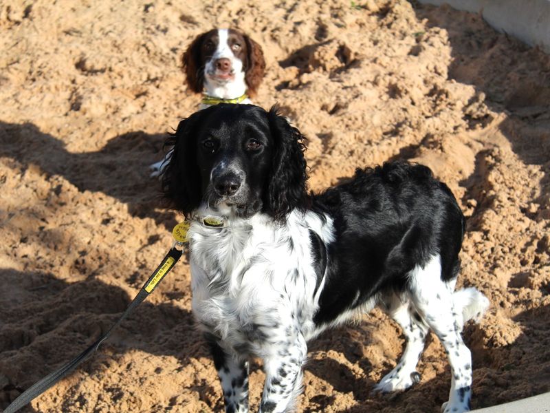 Cocker Spaniel for adoption in Evesham, Worcestershire – 1 year old - Image 2 of 4