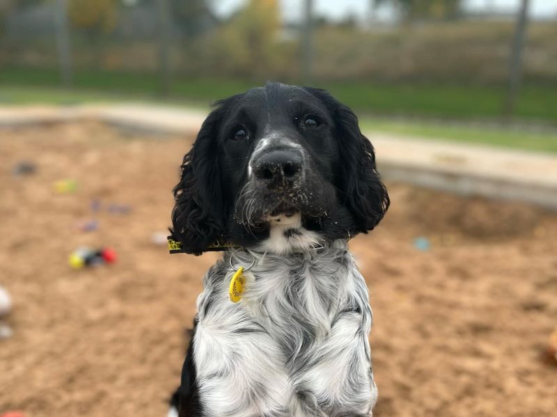 Cocker Spaniel for adoption in Evesham, Worcestershire – 1 year old - Image 4 of 4